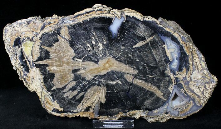 Petrified Wood Slice - Eden Valley, Wyoming #20690